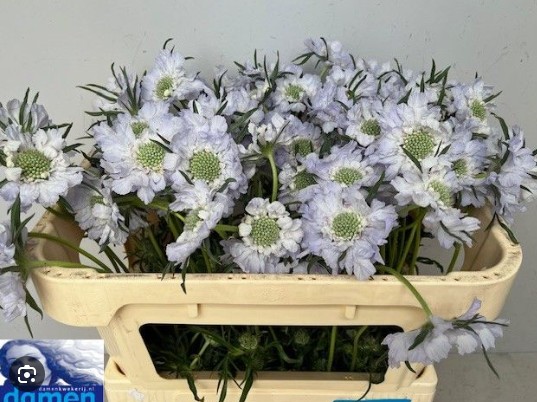 Scabiosa Caucasica Jisca 70cm