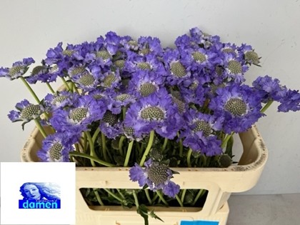 Scabiosa Caucasica Etefa 65cm