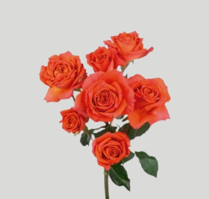 Ramificada Col. Bright Sensation  50cm Nj.