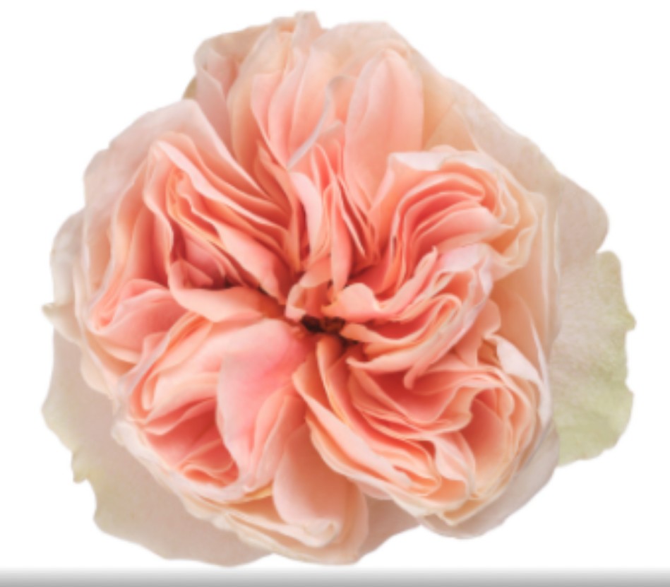 Rosa Ecu. Tip Top 50cm