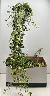 P. Hedera He White Wonder 17/100cm