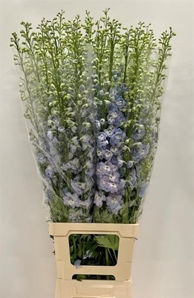 Delphinium Italia Azul Claro 110cm