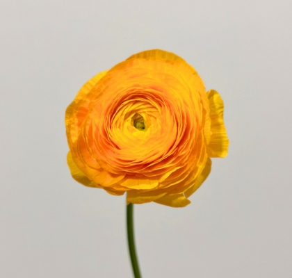 Ranunculos Ecu. Amarillo  30cm