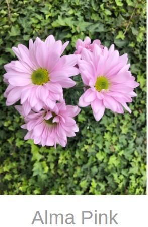 Margarita Col. D. Alma Pink