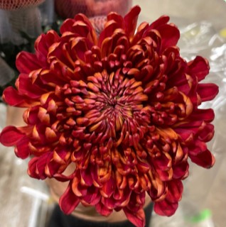 Uniflor Col. Cremon Peach Salmn