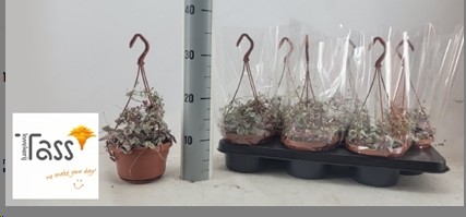 P. Ceropegia Woodii Variegata14/40cm x6