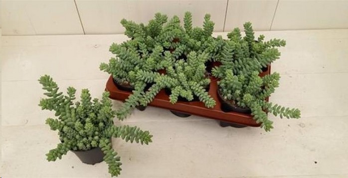 P. Sedum Burrito 12/15cm "CC6"