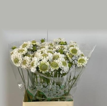 Scabiosa Atro Focal Scoop White 70cm "T50"