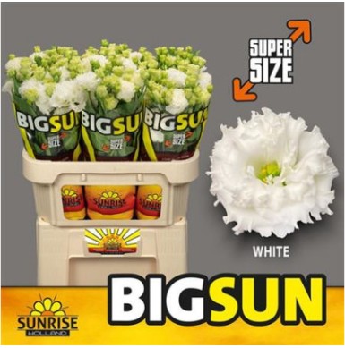 Lisiantus Hol. Alissa Pure White 70cm 55gr "BIG SUN"