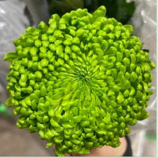 Uniflor Col. Cremon Green