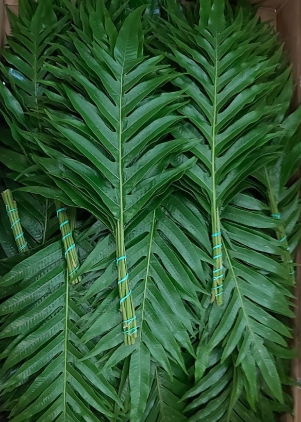 Helecho Aglojim Primera (7 Dias - 2)