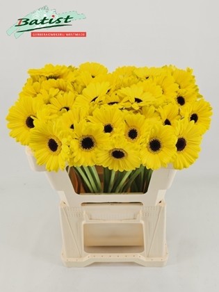 Gerbera Mini Hol. Sunshine Am. "T20"