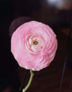 Ranunculos Ecu. Rosa Claro 35cm