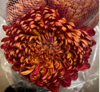 Uniflor Col. Cremon Chestnut Nar.