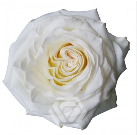 Rosa Col. White Shimmer 70cm Bl