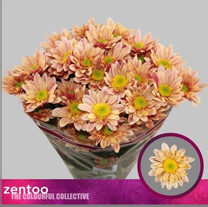 Margarita Hol. Serenity Sweet Peach 70cm 75gr