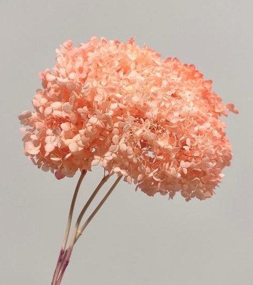 Hortensia Preservada A2