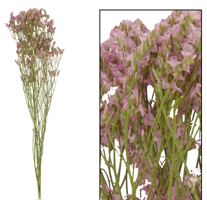 Limonium Seco Rosa Claro 45cm 30g