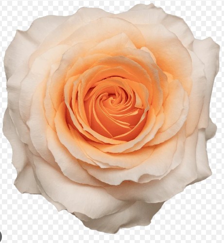 Rosa Col. Felicity Peach 50cm