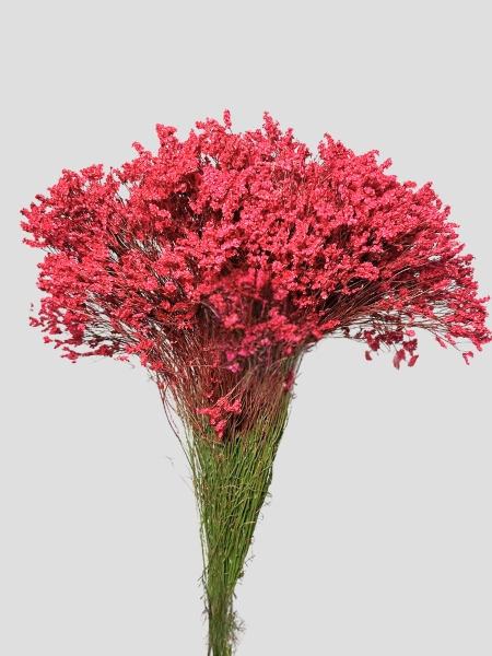 Limonium Nac. Hibrido Tintado Rojo 80cm "T25"