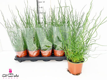 P. Juncus Ef Sppiralis 12/50cm x10