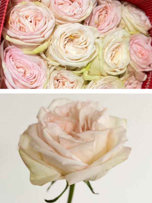 Rosa Col. White O'hara 60cm