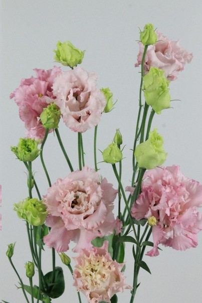 Lisiantus Hol. Alissa G Pink 70cm 55gr "T10"