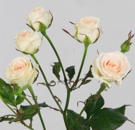 Ramificada Pinky Promise 50cm crem.