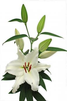 Oriental Hol. Bl. Premium Blond 85cm 3/4 fl.