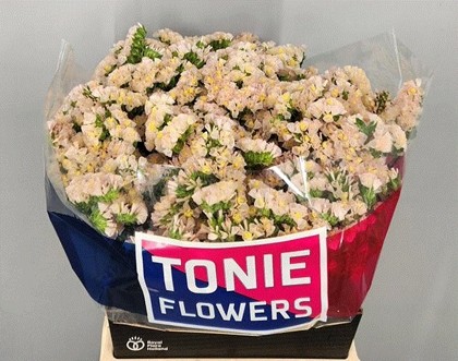 Statice Hol. Apricot Sun Birds 50cm 25gr "T25" Rs/Sal.