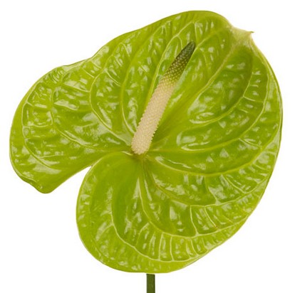 Anthurium Nac. Grand Slam 13  "CC12"