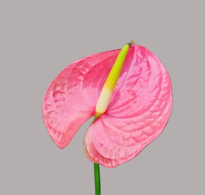 Anthurium Nac. Rosa 11  "CC16"