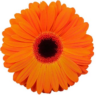 Gerbera Hol. Dutch Pride Nj. "T25"