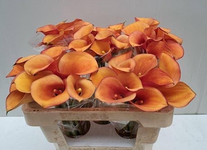 Calla Solero Art 50cm