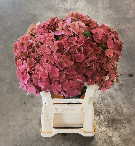 Hortensia Hol. My terracota 60cm �18/20