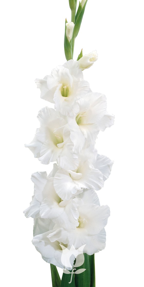 Gladiolo Nac. Amsterdam 140cm (7 Dias - 2)