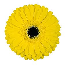 Gerbera Hol. Matteo Am. "T25"