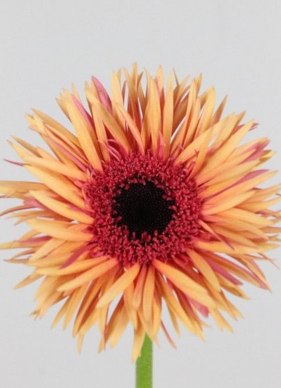 Gerbera Mini Hol. Gespider Punki Judy "T20"