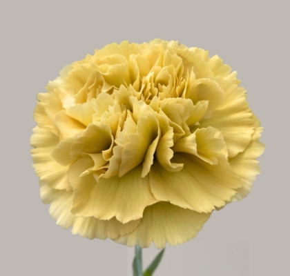 Clavel Col. Standar Mustard
