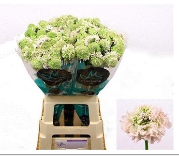 Scabiosa Ecu. Focal Vanilla 60cm