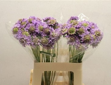 Scabiosa Ecu. Focal Lavander 60cm