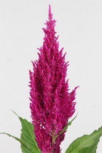 Celosia Plumosa Century Purple Rose 70cm