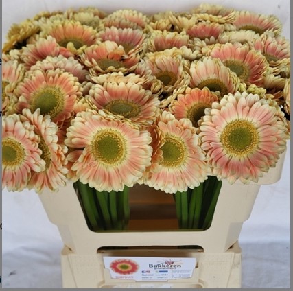Gerbera Mini Hol. Tompouce "T20"