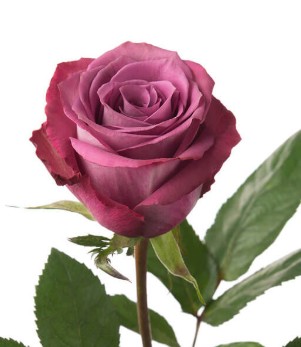 Rosa Ecu. Piacere 90cm