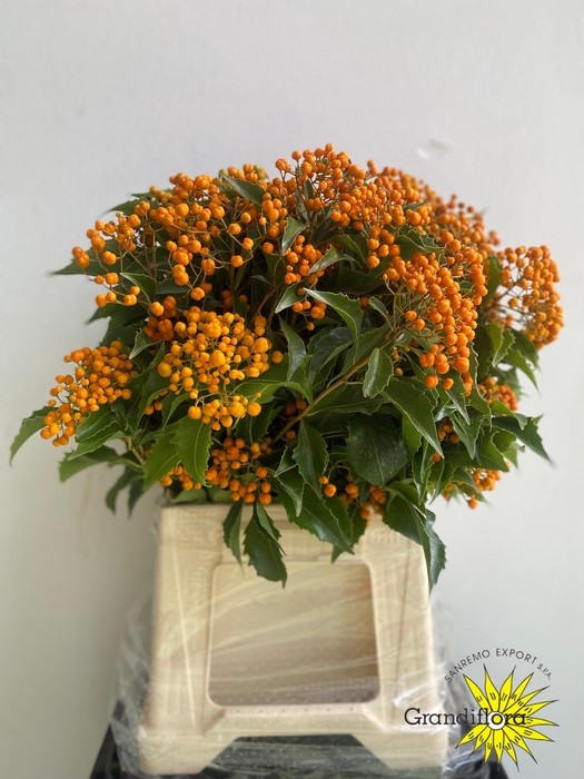 Pittosporum Italia Rombofoglia 50cm 200gr