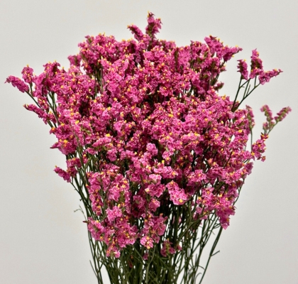 Limonium Col. Pink Beauty 70cm