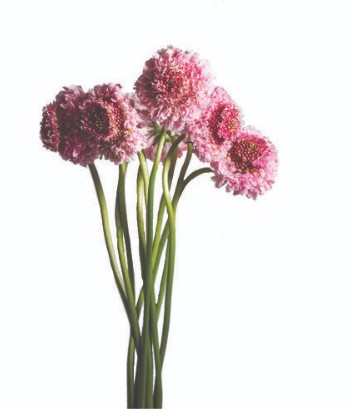 Scabiosa Ecu. Marshmallow 60cm Rs.