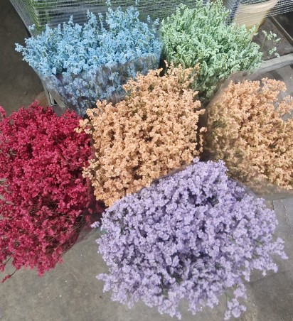 Limonium Nac. Hibrido Tintado Verde 80cm  "T25"