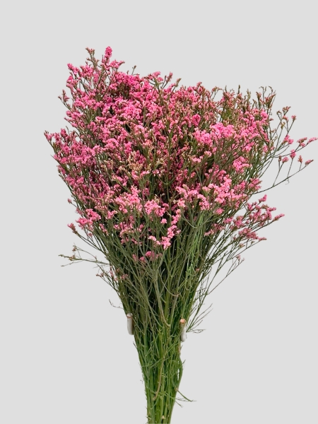Limonium Nac. "Mazo" Hibrido Tintado Rosa 80cm "T25"