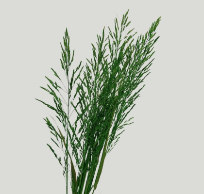 Graminea Preservada 100cm 120g